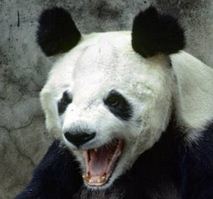 Rabid panda