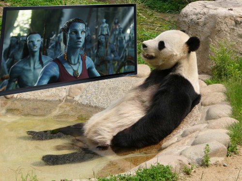 Google+ Panda and avatar