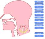 SVG animated mouth